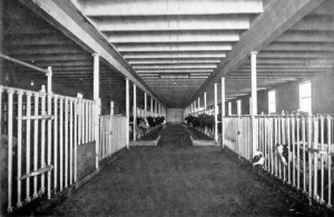 Interior of cow barn