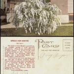 A salesman's sample postcard for his merchandise (in this case, some shrubs) along with the salesman's name (H.W. Owens) on the reverse of the card.